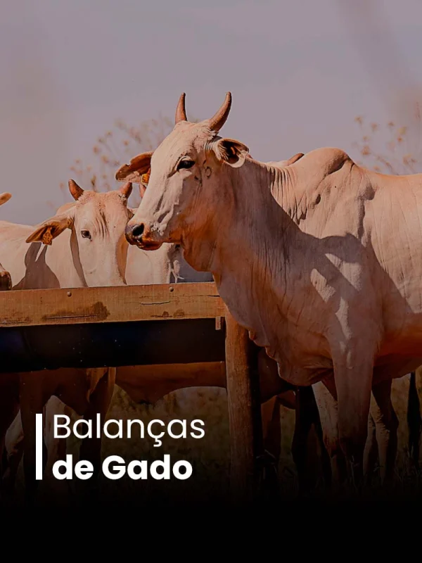 balancas_gado_03